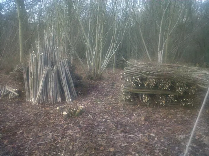hazel-coppicing-M426695