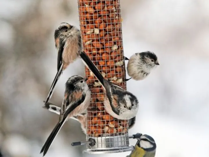 tits-on-feeder-1