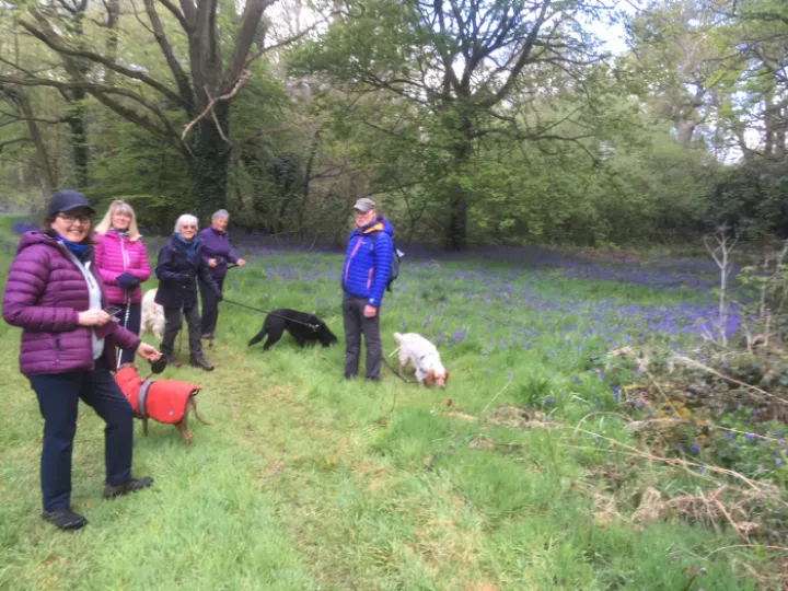 bluebells 2