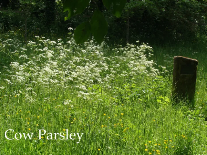 Cow Parsely Around Jim 39 s Stone