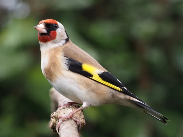 Goldfinch 2