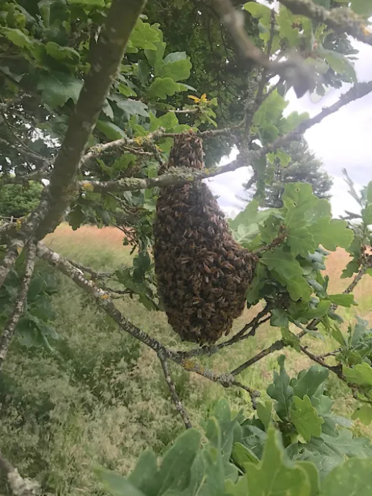 Turnpike Bees