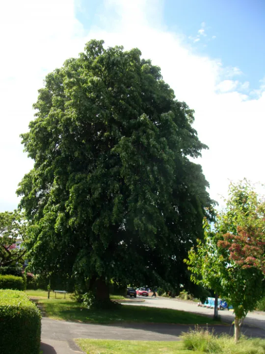 Lime Tree   Hallfields Road 2 (2)