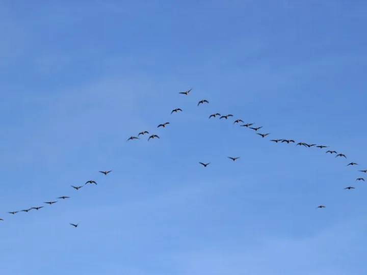 Pink-footed-geese
