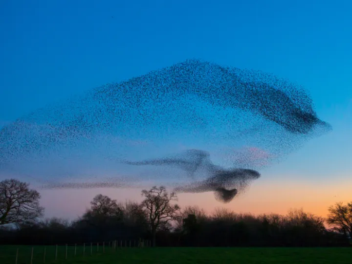 Winner_Arnold – Word Entry – Murm_0