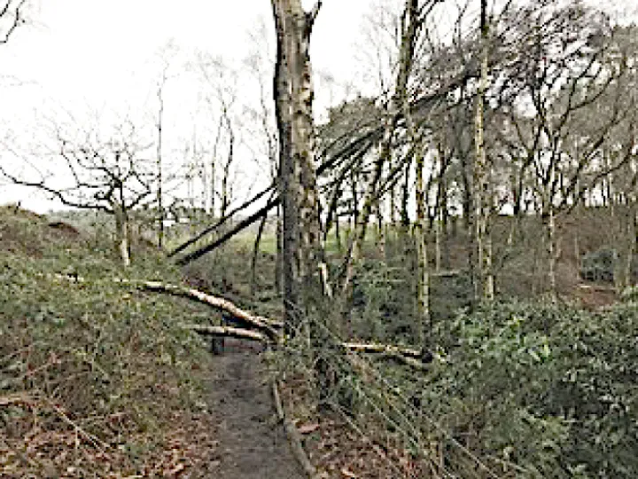 Raw Head Storm damage