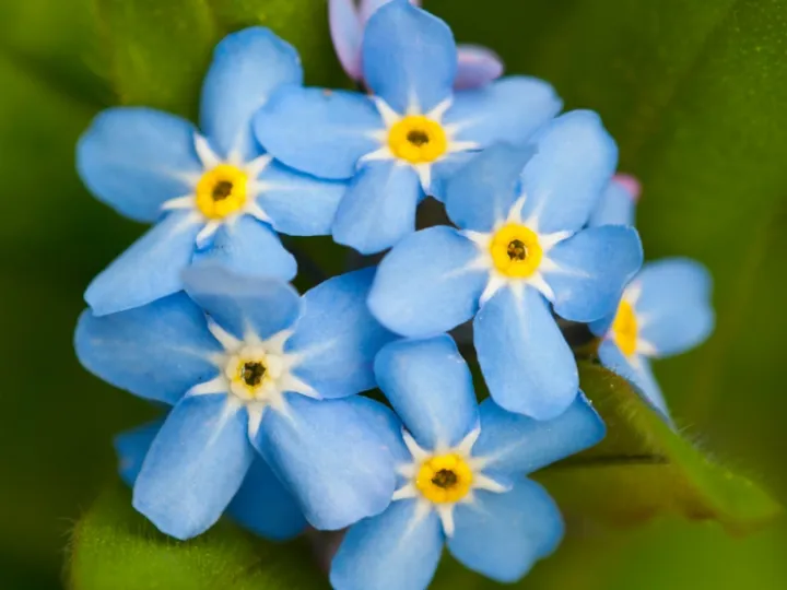 Forget me not