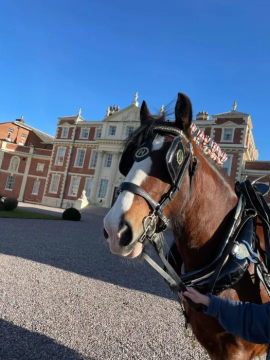 Shire Horse at Overwater