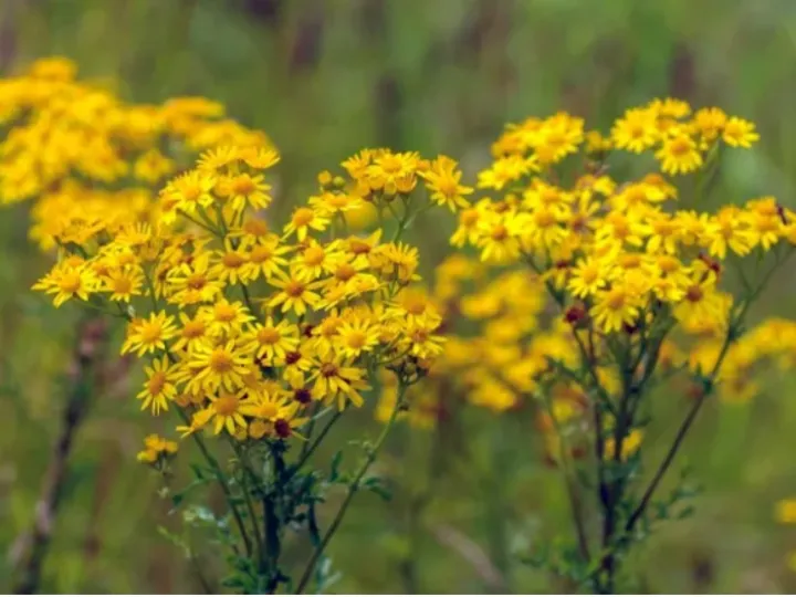 ragwort