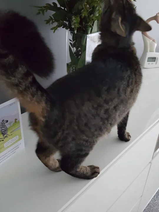 Missing cat Dec 2022 20200513_195707