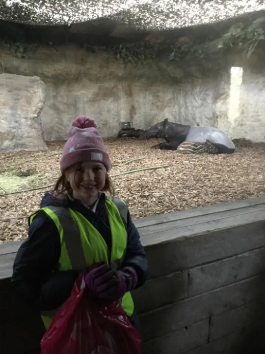 Tapir