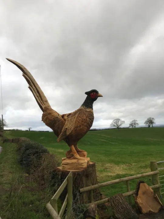 Phones Pheasant