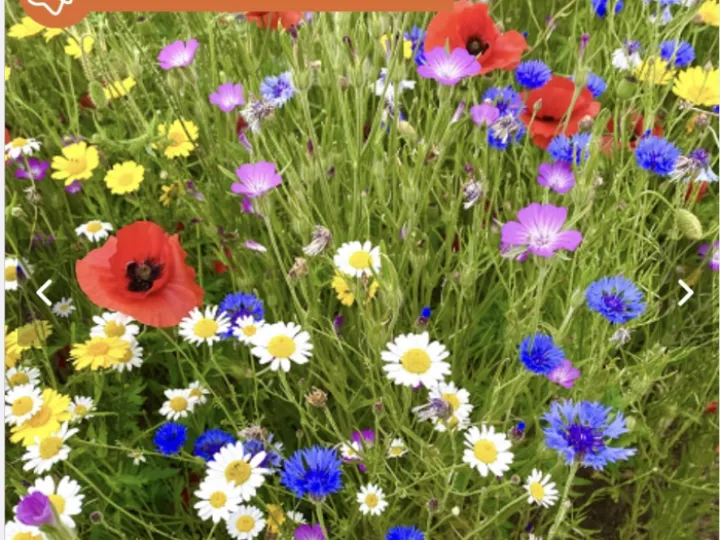 CAB441F8-2B2A-4C11-9058-8C4D709E1179