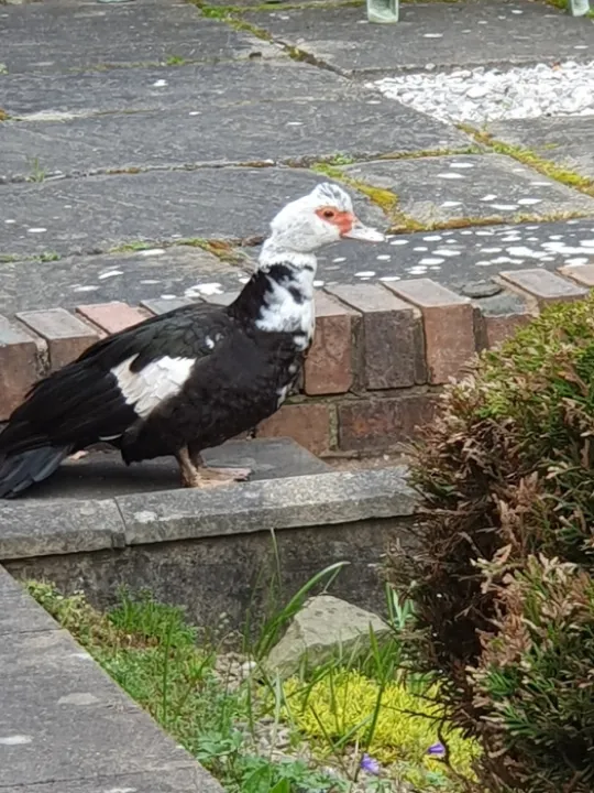 plume muscovy duck