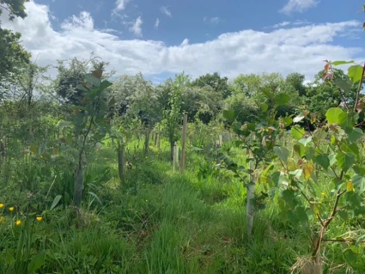The growing woodland at Guilden Sutton Green Space