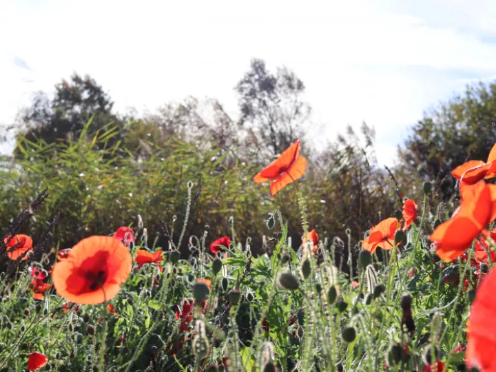 poppies