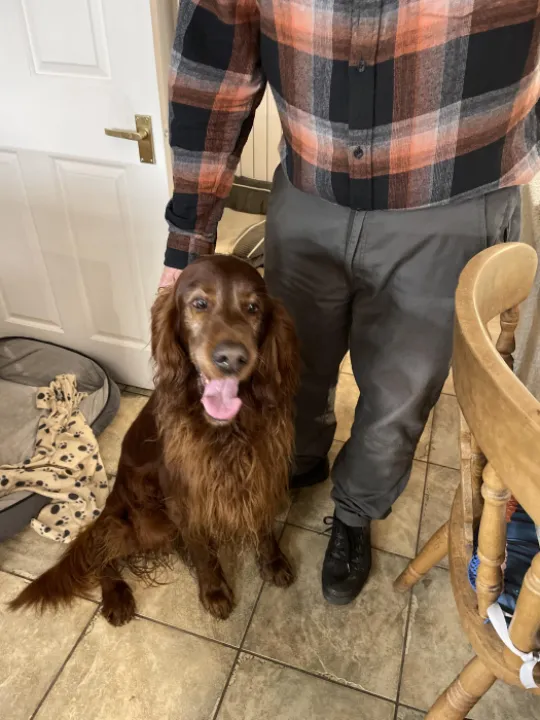 Record 239 A red setter on the Whitchurch road. Very ftiendly