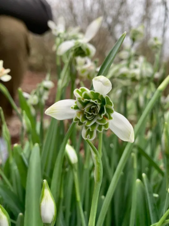 Snowdrop Delight