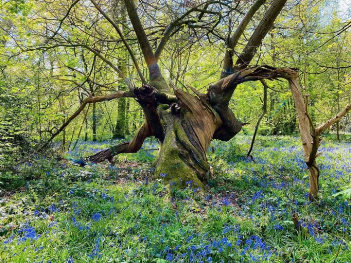 Bluebell Walk