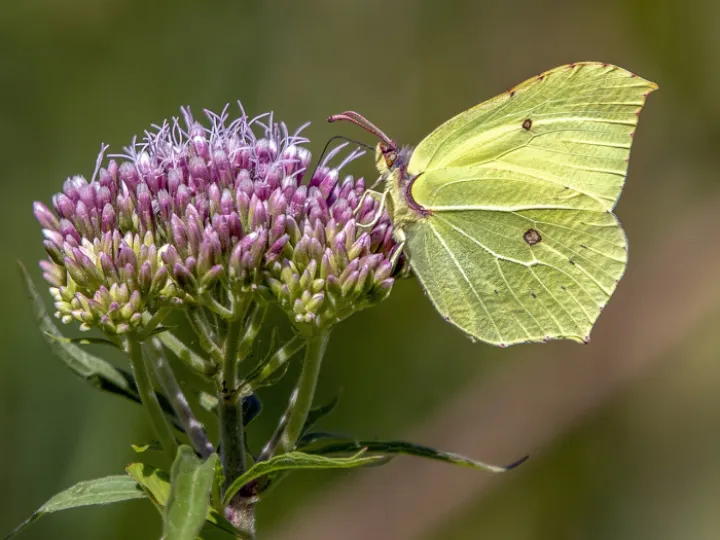 Brimstone, butterfly, nature