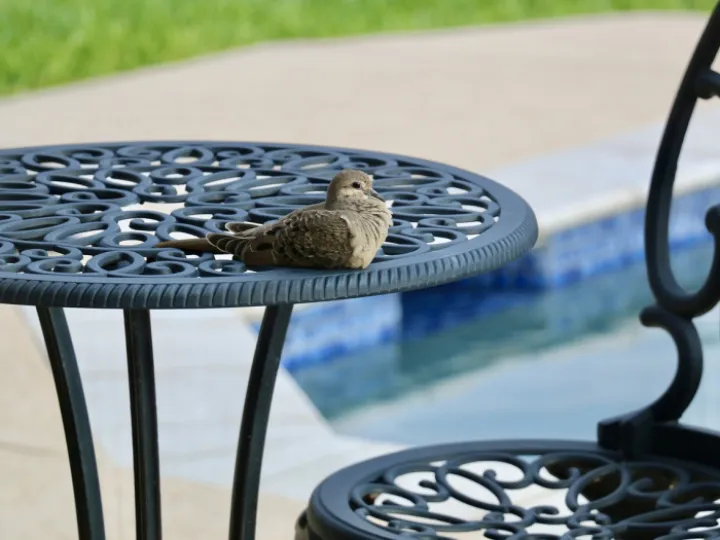 Dove, bird, patio furniture
