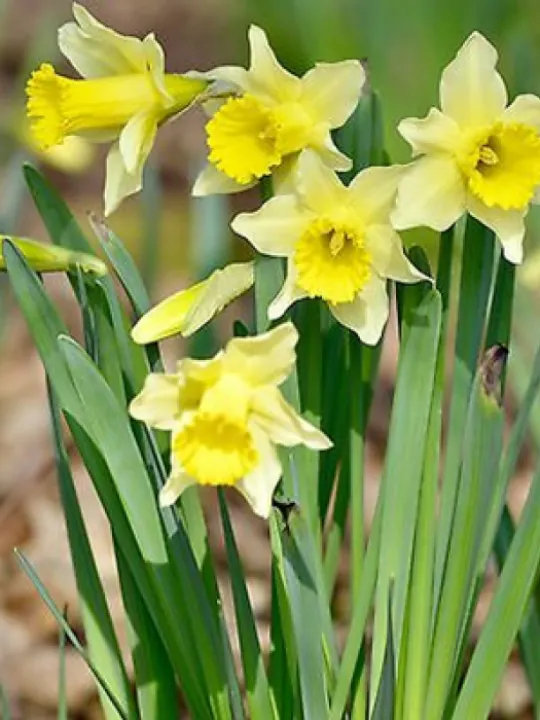 Wild Daffodil