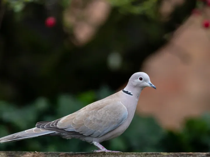 Collared dove, dove, pigeon