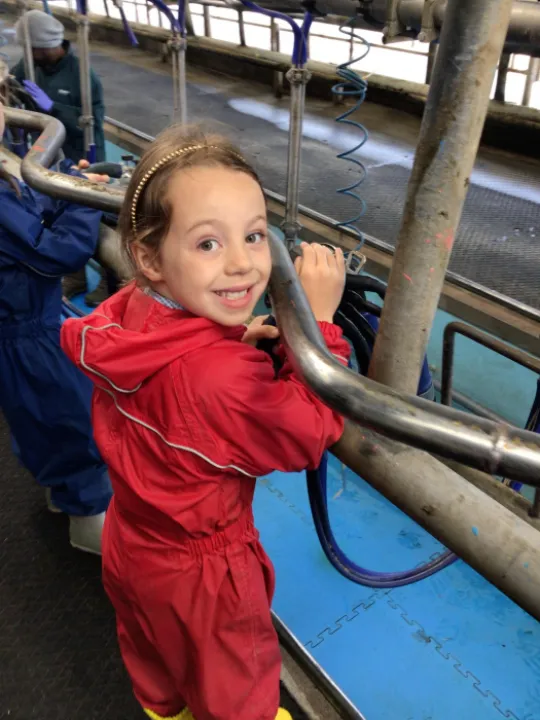 Helping to milk the cows