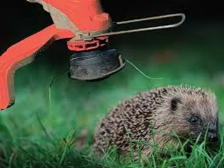 Hedgehog vs trimmer