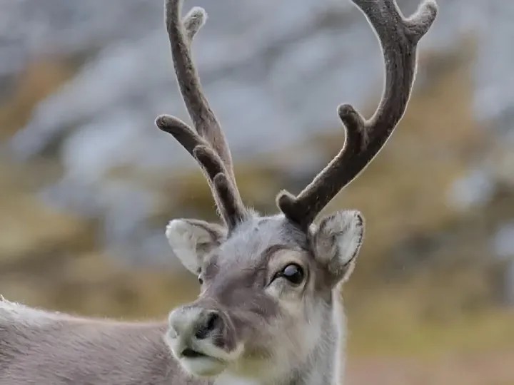 Reindeer