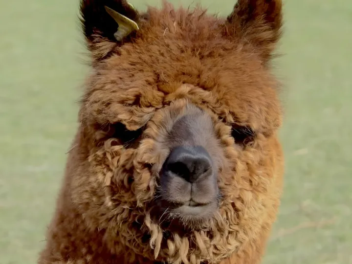 Alpaca