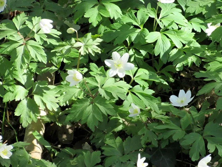 Wood Anemone 2