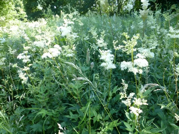 Meadowsweet