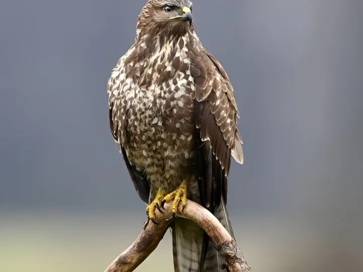 Buzzard 2