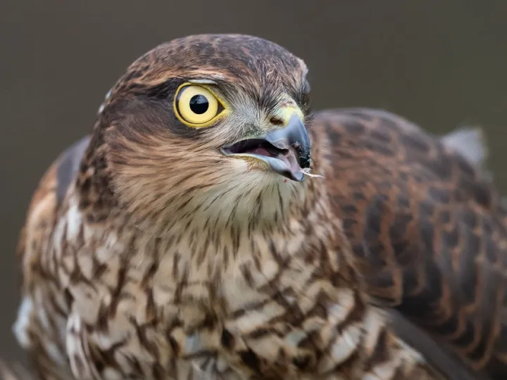 Sparrow hawk, raptor, portrait