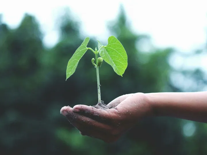 A young sapling held in hands symbolizes growth and sustainability.