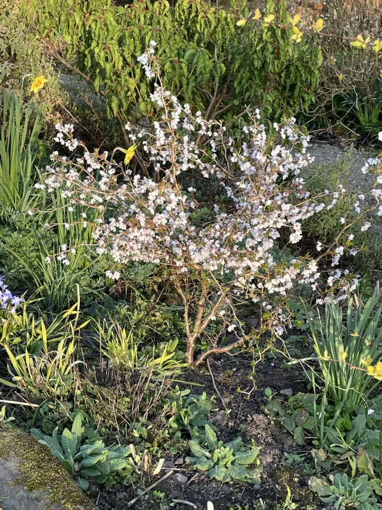 Mzz B's Garden April 25