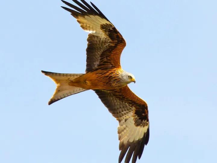 Red kite in flight, red kite, raptor, bird, nature, feather, wing, portrait, plumage, flying, sky, bill, predator, wildlife