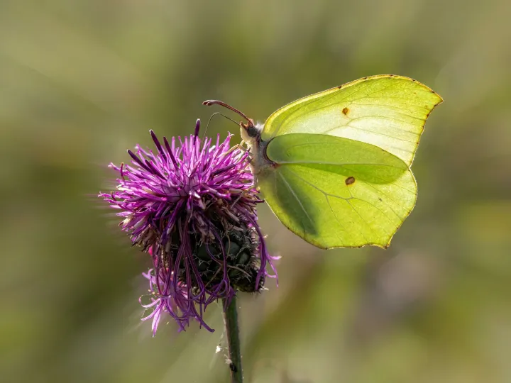 Close-up of a brimstone butterfly on a vibrant purple thistle flower in Estonia.