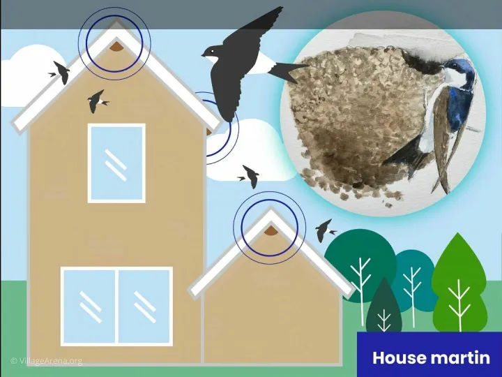 2025-06-09 Nesting House Martins