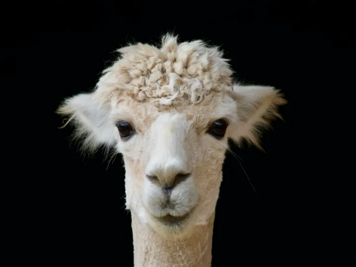 Close-up portrait of an alpaca in a studio setting, highlighting its features.
