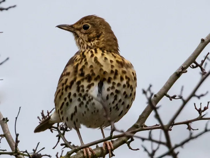 Mistle thrush, thrush, songbird, european thrush, feathers, wilderness, outdoor, song thrush, mistle thrush, mistle thrush, mistle thrush, thrush, thrush, song thrush, song thrush, song thrush, song thrush, song thrush