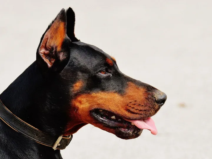 Doberman, dog, pet, animal, domestic dog, canine, mammal, nature, portrait, animal world