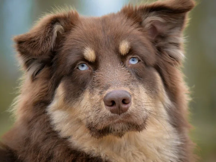 Dog, australian shepherd, pet, portrait, eyes, animal, brown, sweet