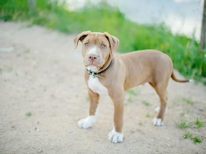 Charming young pitbull dog standing outdoors on a sunny day. Ideal for pet and animal themed imagery.
