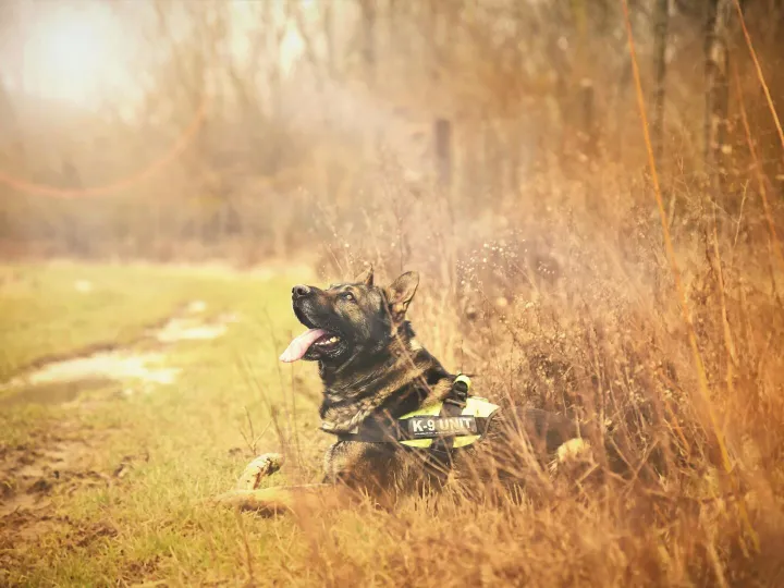German Shepherd K9 dog relaxing in grassy