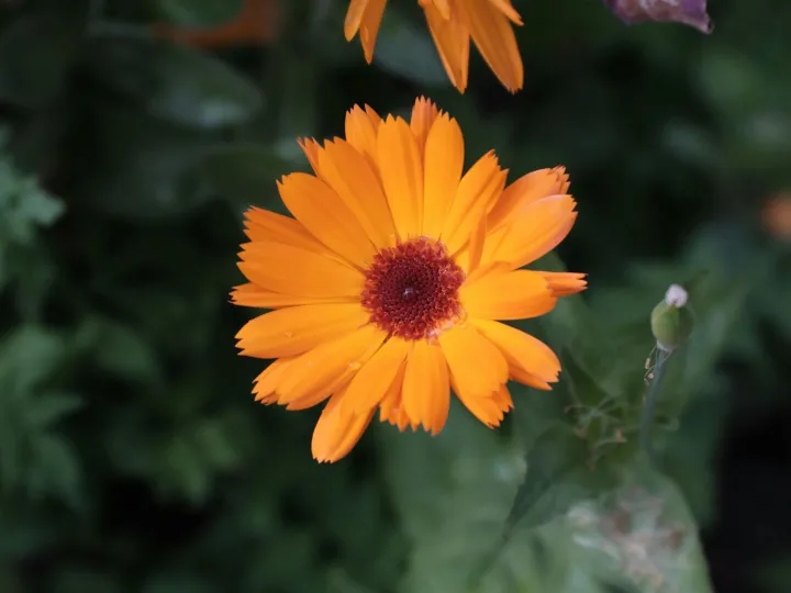 Close-up of a vibrant orange Calendula flower