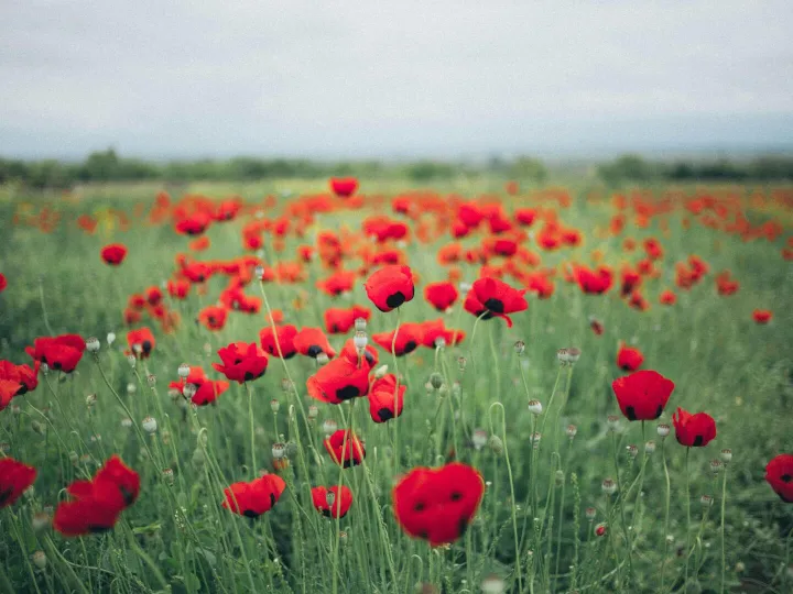 Beautiful field of red poppies in full bloom