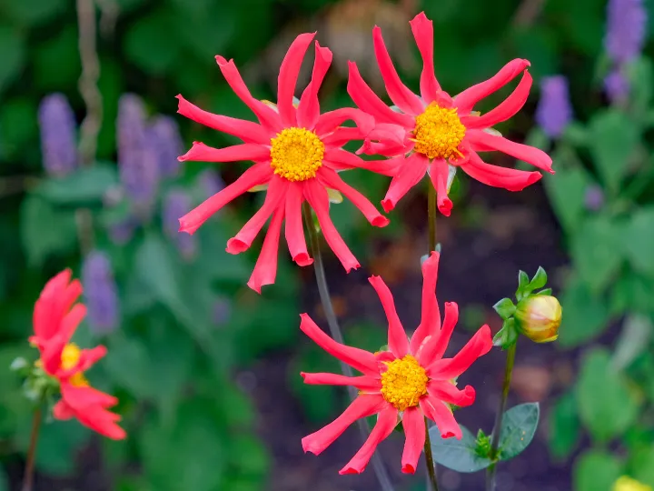 RR Scarlet Stars (Dahlias) F7681