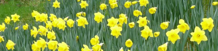 Daffodils